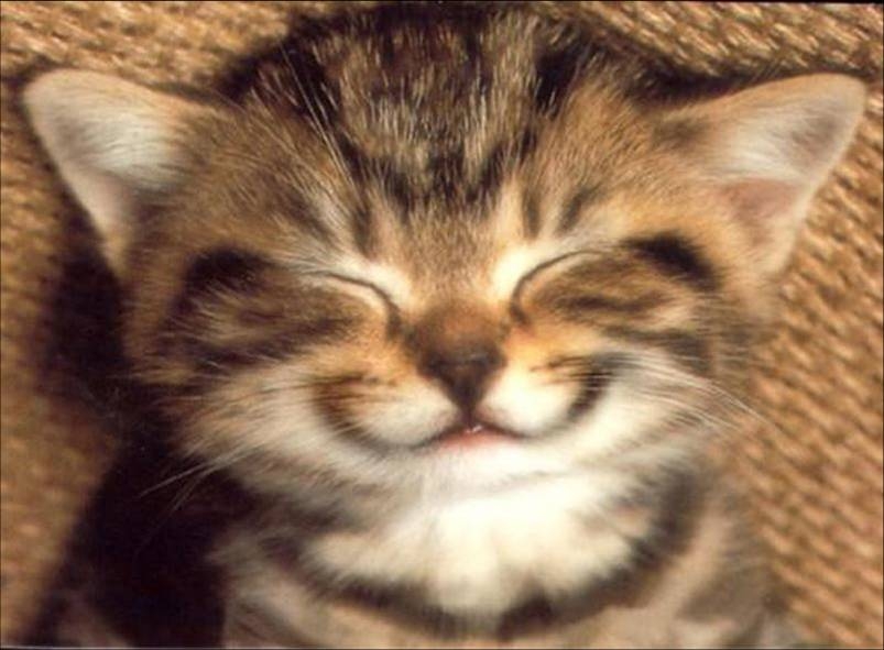 http://www.funfou.com/funanimaux/chat-sourire.jpg