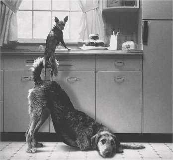 Entraide canine !